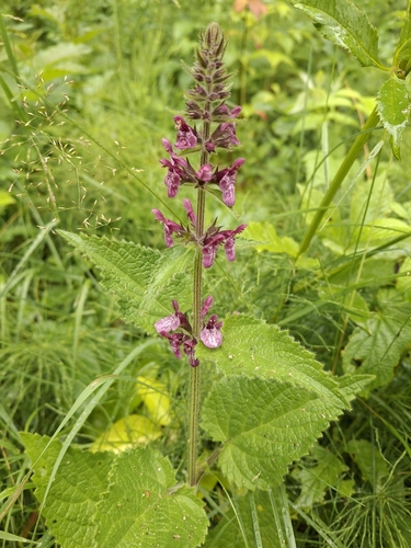 hedge woundwort