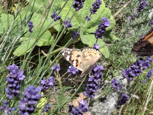 Painted Lady