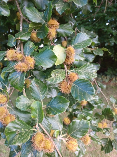 European beech