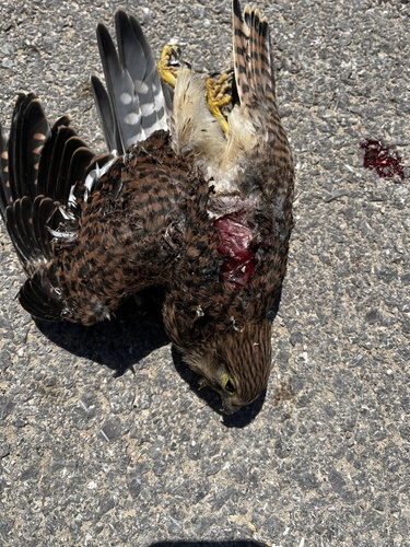 Eurasian Kestrel