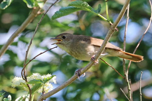 Thrush Nightingale