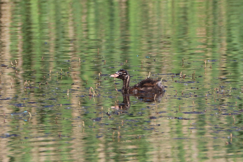 Little Grebe