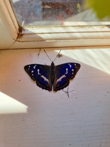 Purple Emperor