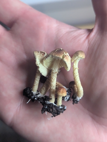 Lepiota elaiophylla
