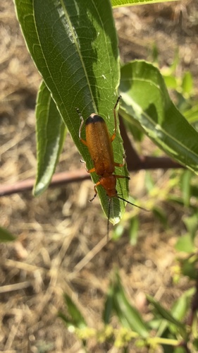 Common Red Soldier Beetle