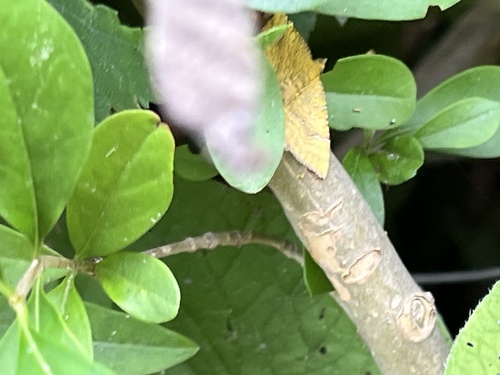 Yellow Shell Moth