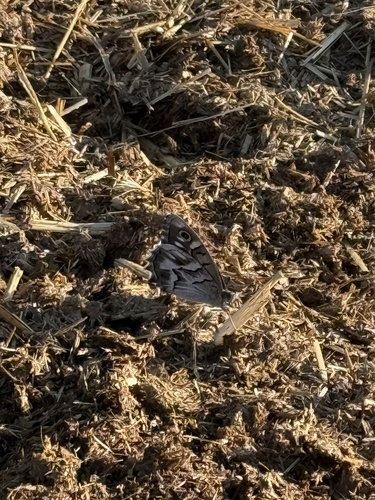 Striped Grayling