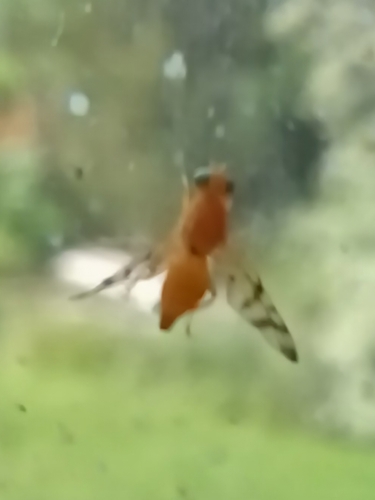 Rose Hip Fly