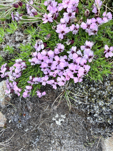 Moss Campion