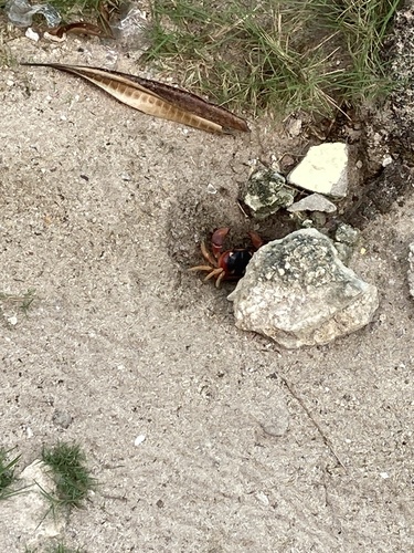 Blackback Land Crab