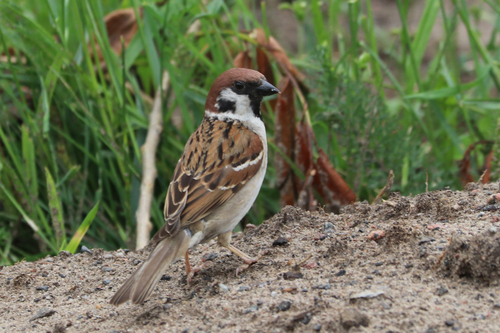 Eurasian Tree Sparrow