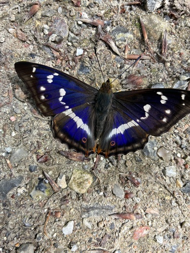 Purple Emperor