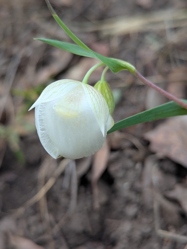 iNaturalist observation photo of White Globe Lily