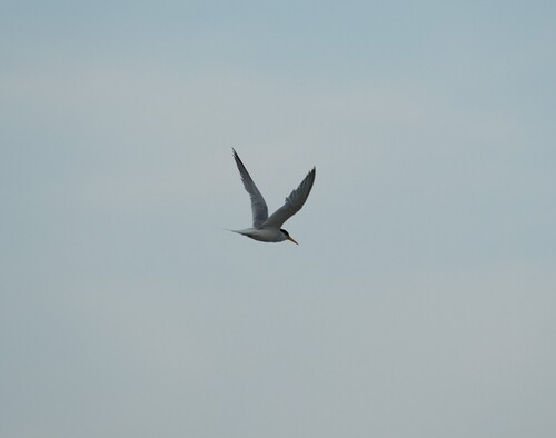 Little Tern