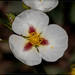 Sagittaria montevidensis - Photo (c) RAP, todos los derechos reservados, subido por RAP