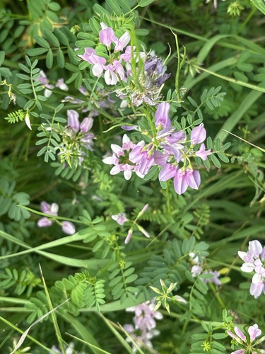 purple crownvetch