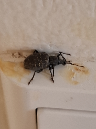 Black Vine Weevil