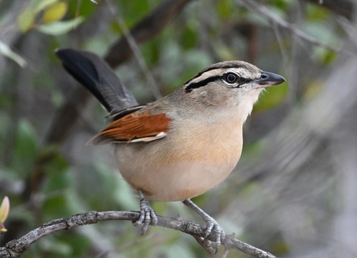 Brown-crowned Tchagra