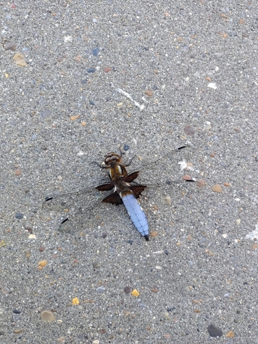 Broad-bodied Chaser