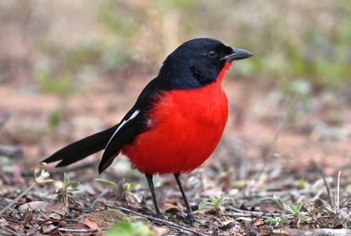 Crimson-breasted Gonolek