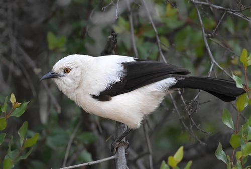 Southern Pied-Babbler