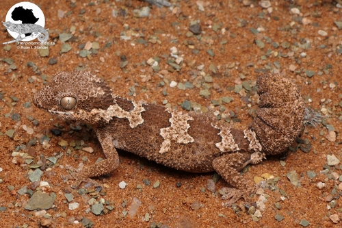 Rough Thick-toed Gecko