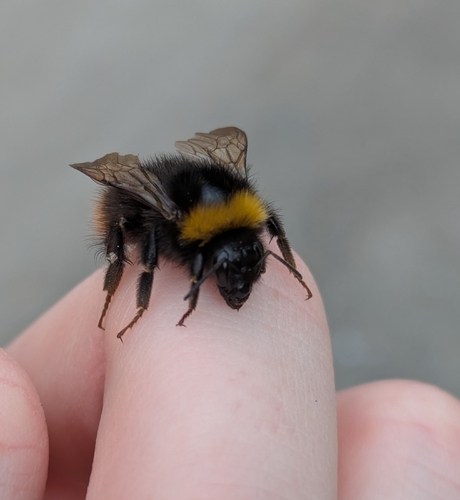 Early Bumble Bee
