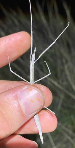 Colorado Short-horn Walkingstick
