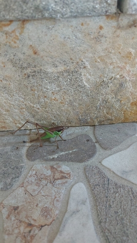 Littoral Dark Bush-cricket