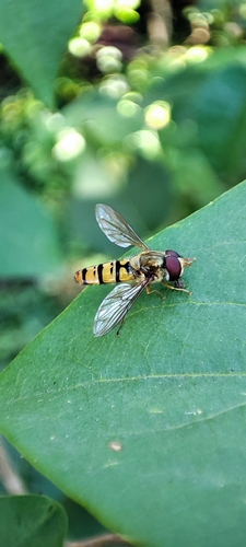 Marmalade Hover Fly