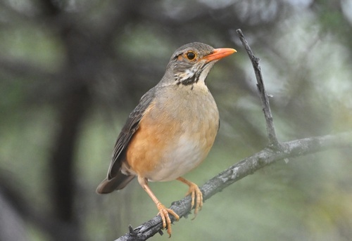 Kurrichane Thrush