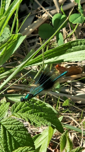 Banded Demoiselle