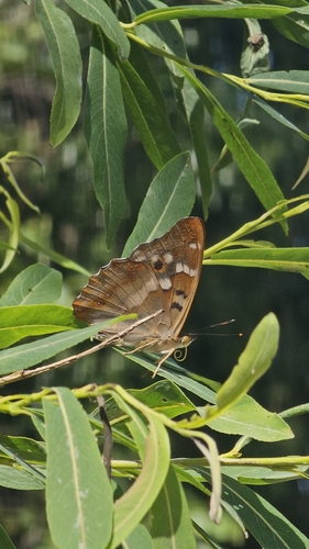 Lesser Purple Emperor