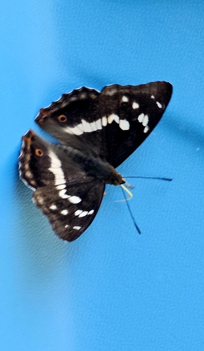 Purple Emperor