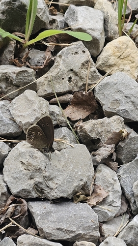 Ringlet