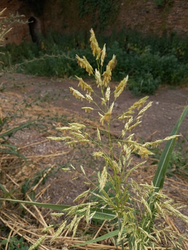Johnson grass