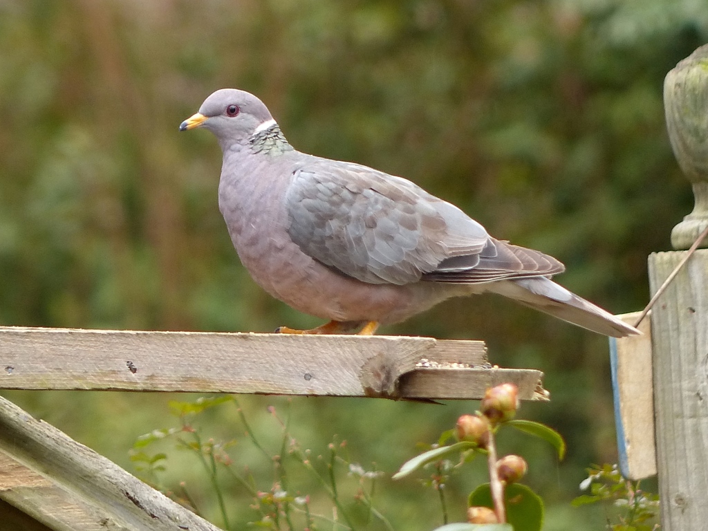 File:Band-tailed Pigeon.jpg - Wikimedia Commons
