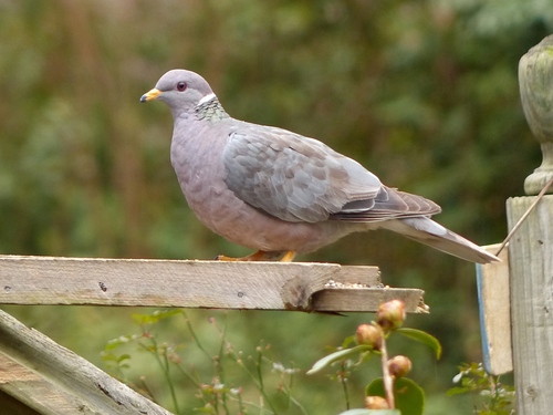 Oregon Department of Fish and Wildlife - Hunting Highlight - Band-tailed  pigeon season opens tomorrow and lasts for just nine days (Sept. 15- 23).  This fast-flying bird is found in forested areas