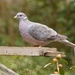Band-tailed Pigeon - Photo (c) fm5050, all rights reserved, uploaded by fm5050