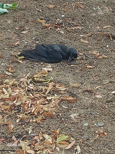 Eurasian Jackdaw