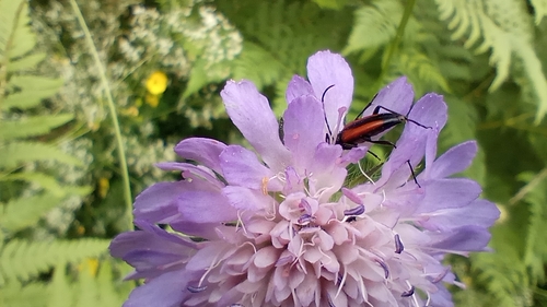 Black-striped Longhorn Beetle