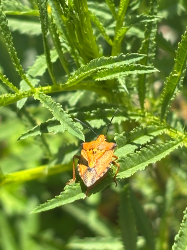 Red Shield Bug