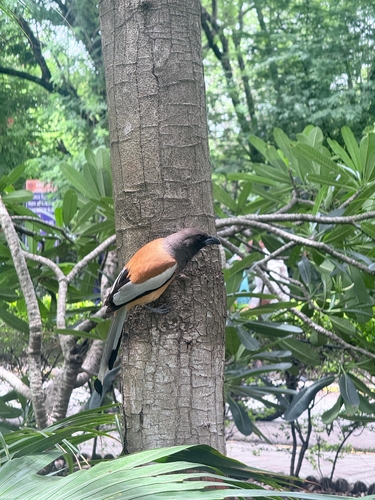 Rufous Treepie