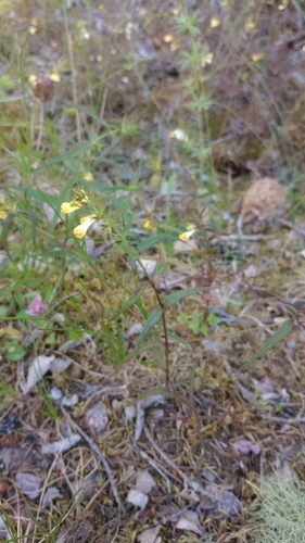 Common Cow-wheat