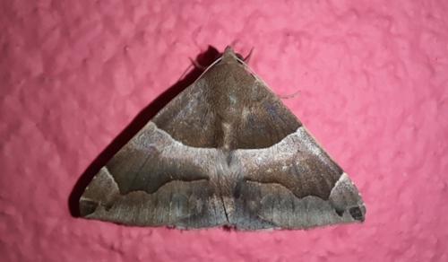 Dysgonia stuposa