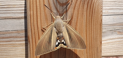 Palm Moth