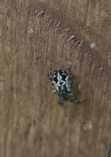 Conical Trashline Orbweaver