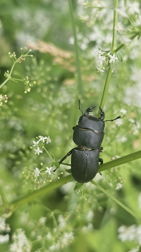 Lesser Stag Beetle