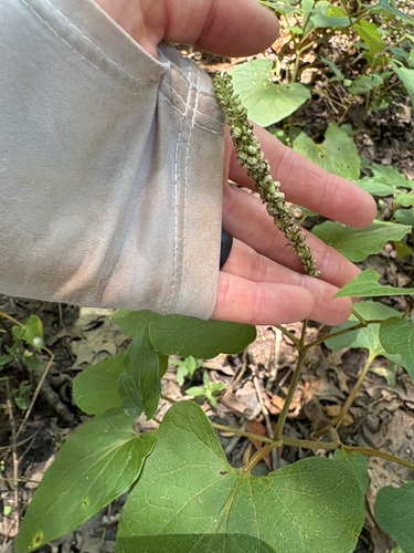 lizard's tail