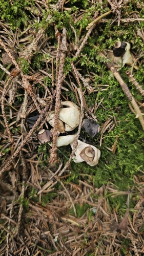 Four-rayed Earthstar